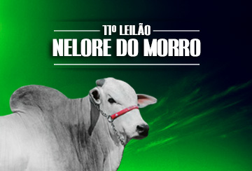 11º LEILÃO NELORE DO MORRO